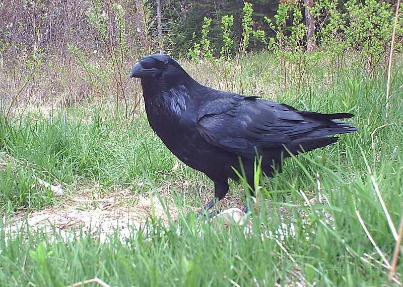 Raven_051811_1631hrs.jpg - Common Raven (Corvus corax)